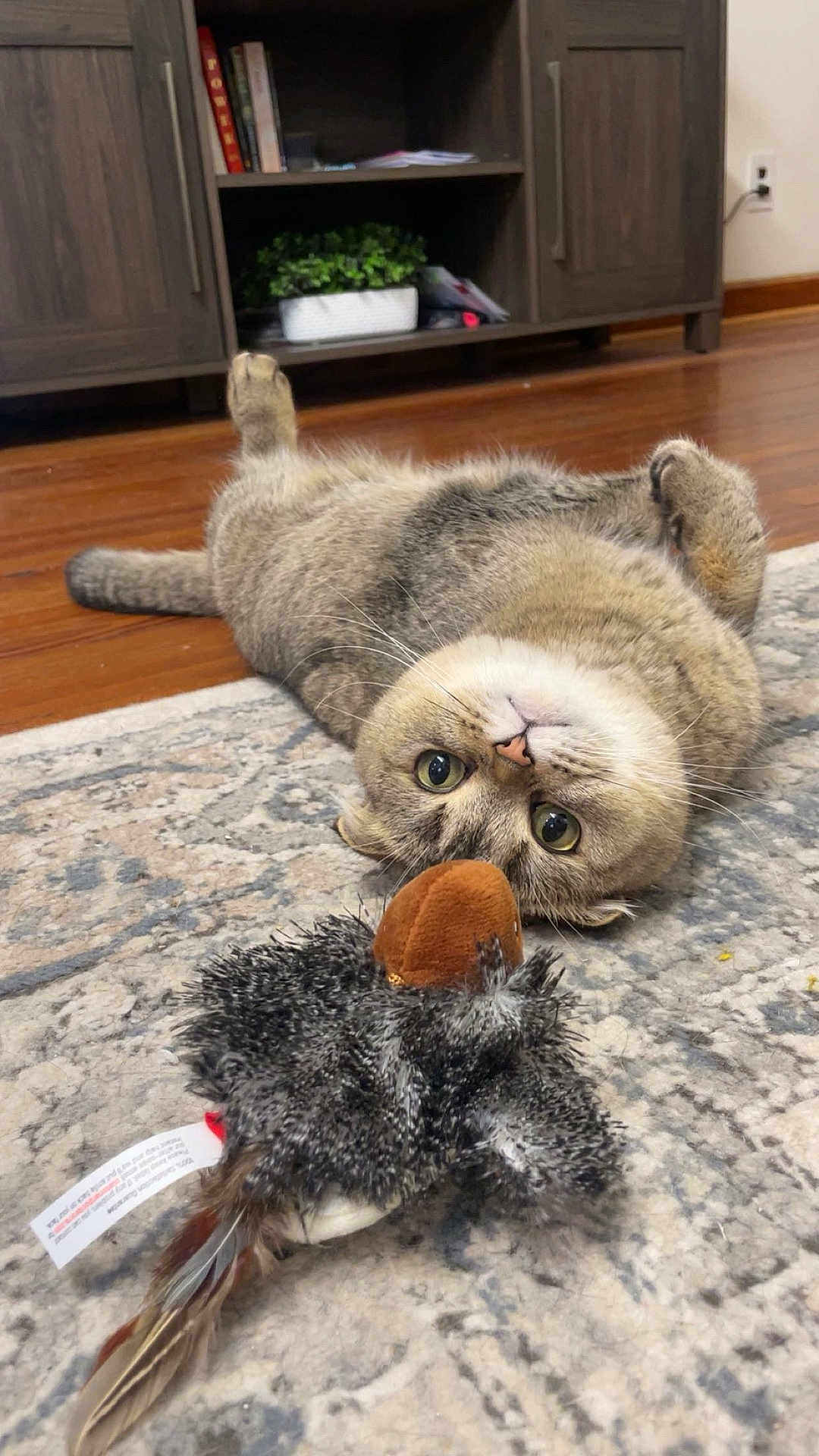 Cheeko