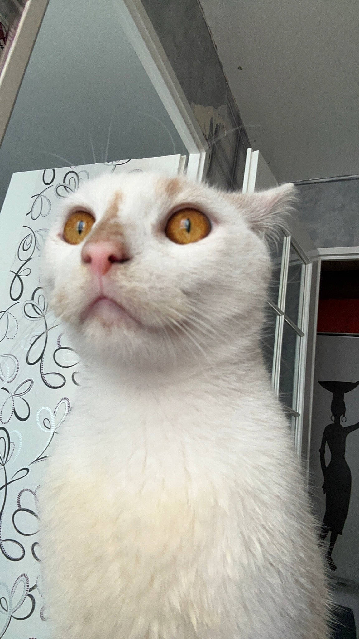 Ragnard a rejoint le concours — aidez-le/la à gagner de superbes lots ! carnivore, cat, close_up, domestic_short_haired_cat, felidae, fur, small_to_medium_sized_cats, snout, terrestrial_animal, whiskers, window