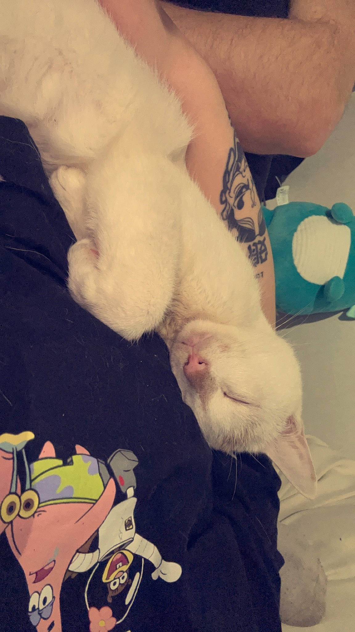 Ragnard a rejoint le concours — aidez-le/la à gagner de superbes lots ! art, carnivore, cat, cloud, comfort, companion_dog, cool, felidae, foot, fur, gesture, human_leg, meteorological_phenomenon, sky, small_to_medium_sized_cats, tail, textile, vertebrate, whiskers, white