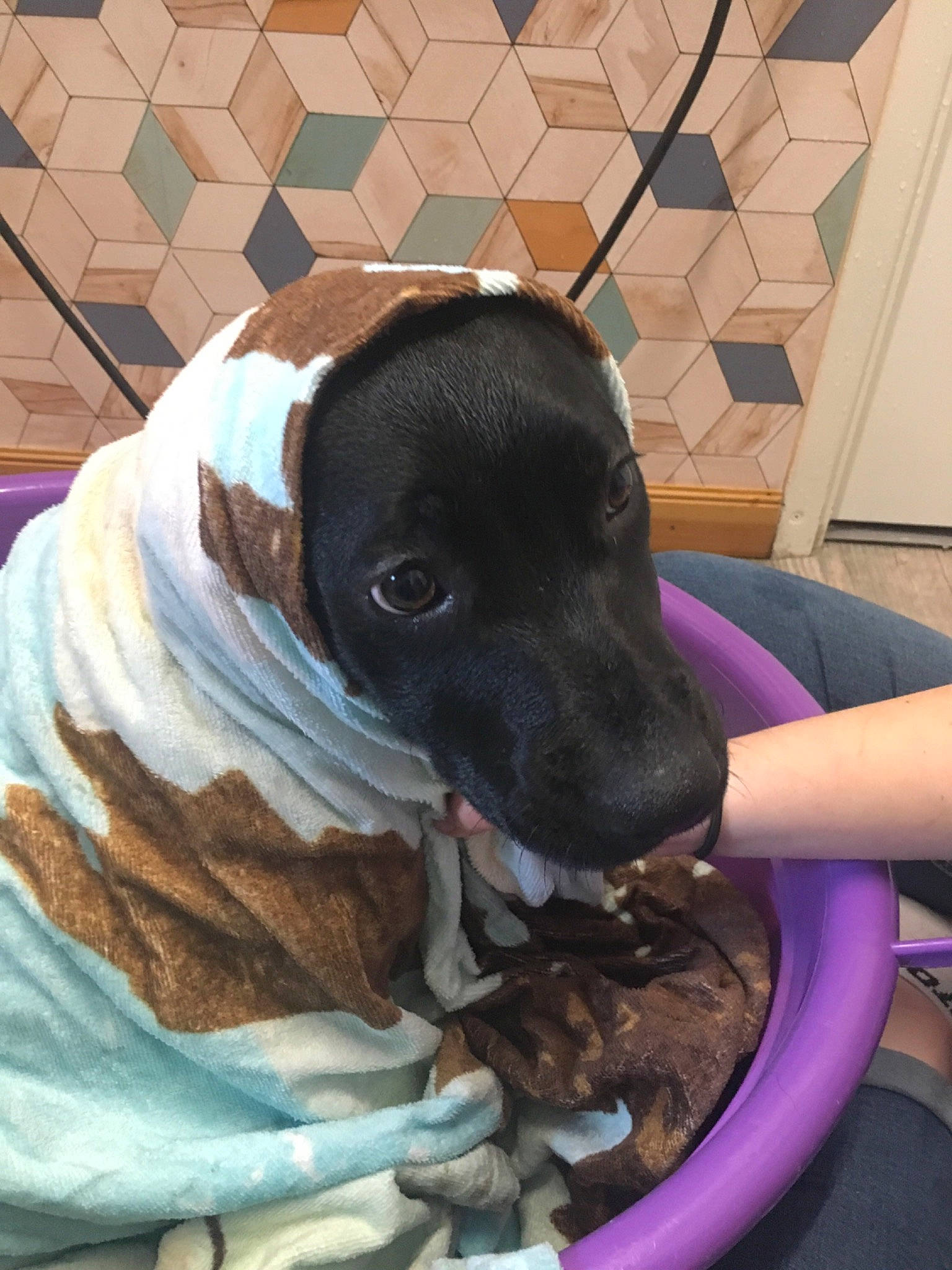 Poison a rejoint le concours — aidez-le/la à gagner de superbes lots ! canidae, carnivore, collar, comfort, companion_dog, dog, dog_breed, dog_supply, fawn, flooring, fur, guard_dog, liver, pet_supply, snout, sporting_group, working_animal