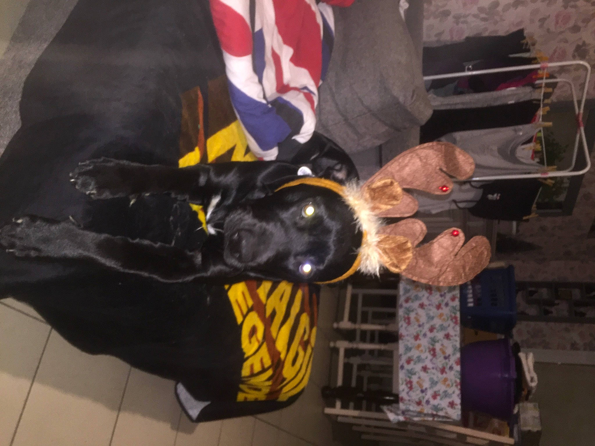 Poison a rejoint le concours — aidez-le/la à gagner de superbes lots ! carnivore, dog, dog_breed, event, flag, gesture, glove, guard_dog, official, personal_protective_equipment