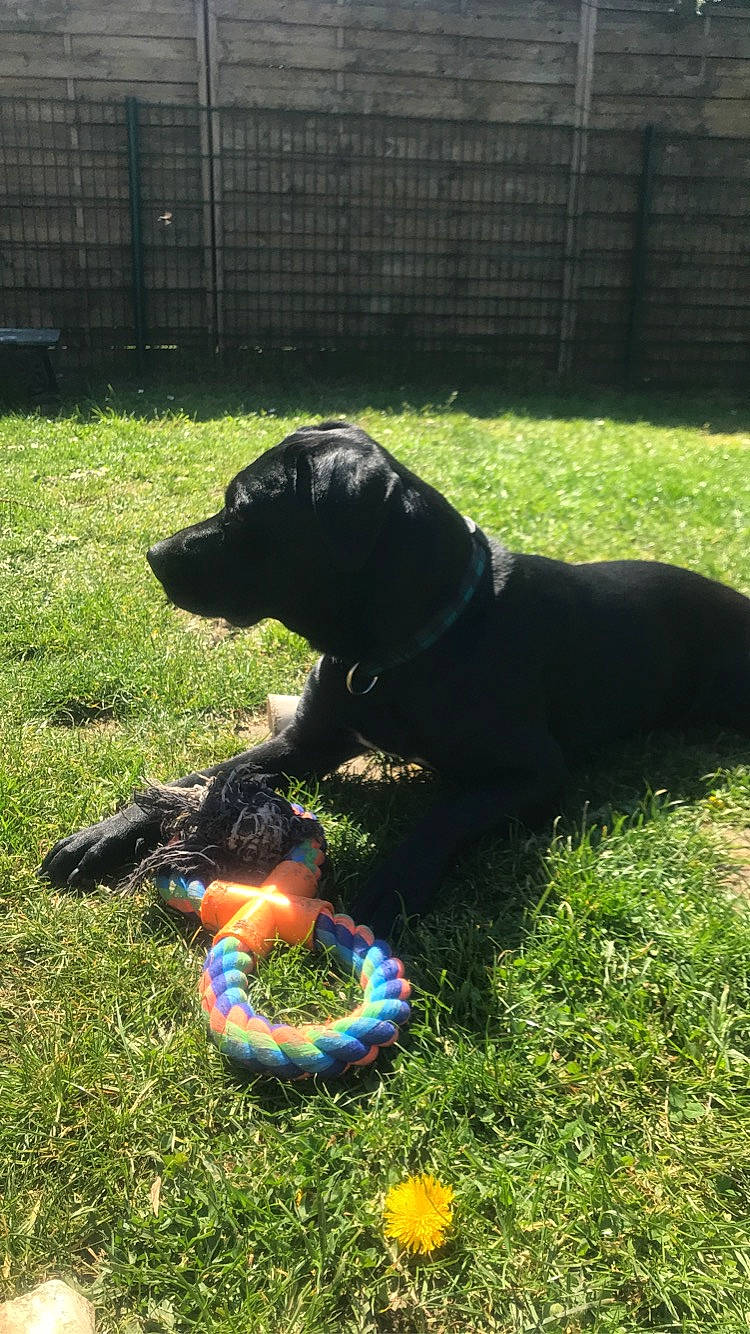 Poison a rejoint le concours — aidez-le/la à gagner de superbes lots ! canidae, carnivore, collar, companion_dog, dog, dog_breed, dog_collar, dog_supply, fence, grass, guard_dog, gun_dog, lawn, personal_protective_equipment, plant, retriever, sporting_group, tail, toy, working_animal