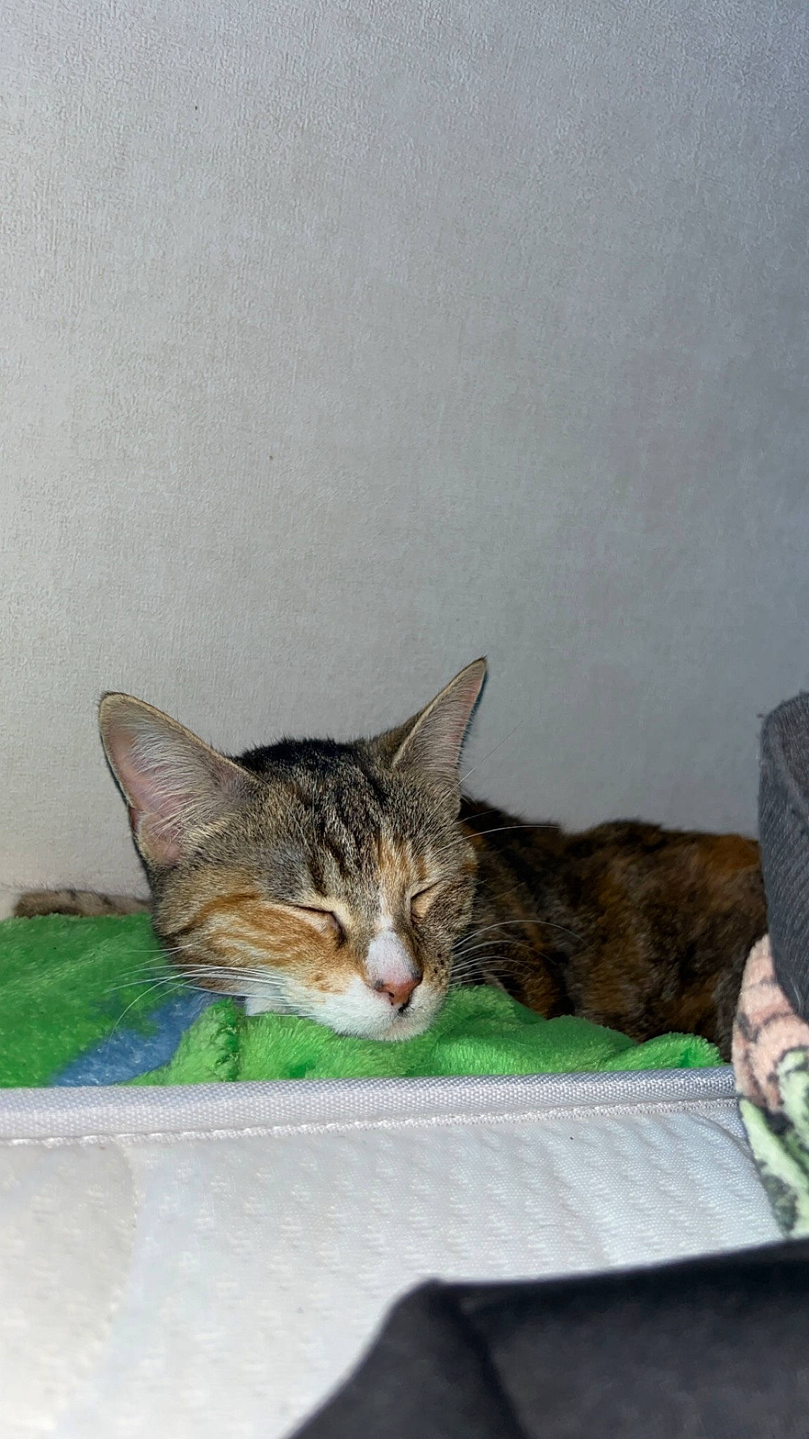 Shiva a rejoint le concours — aidez-le/la à gagner de superbes lots ! carnivore, cat, comfort, domestic_short_haired_cat, felidae, fur, grass, paw, sitting, small_to_medium_sized_cats, snout, tail, whiskers