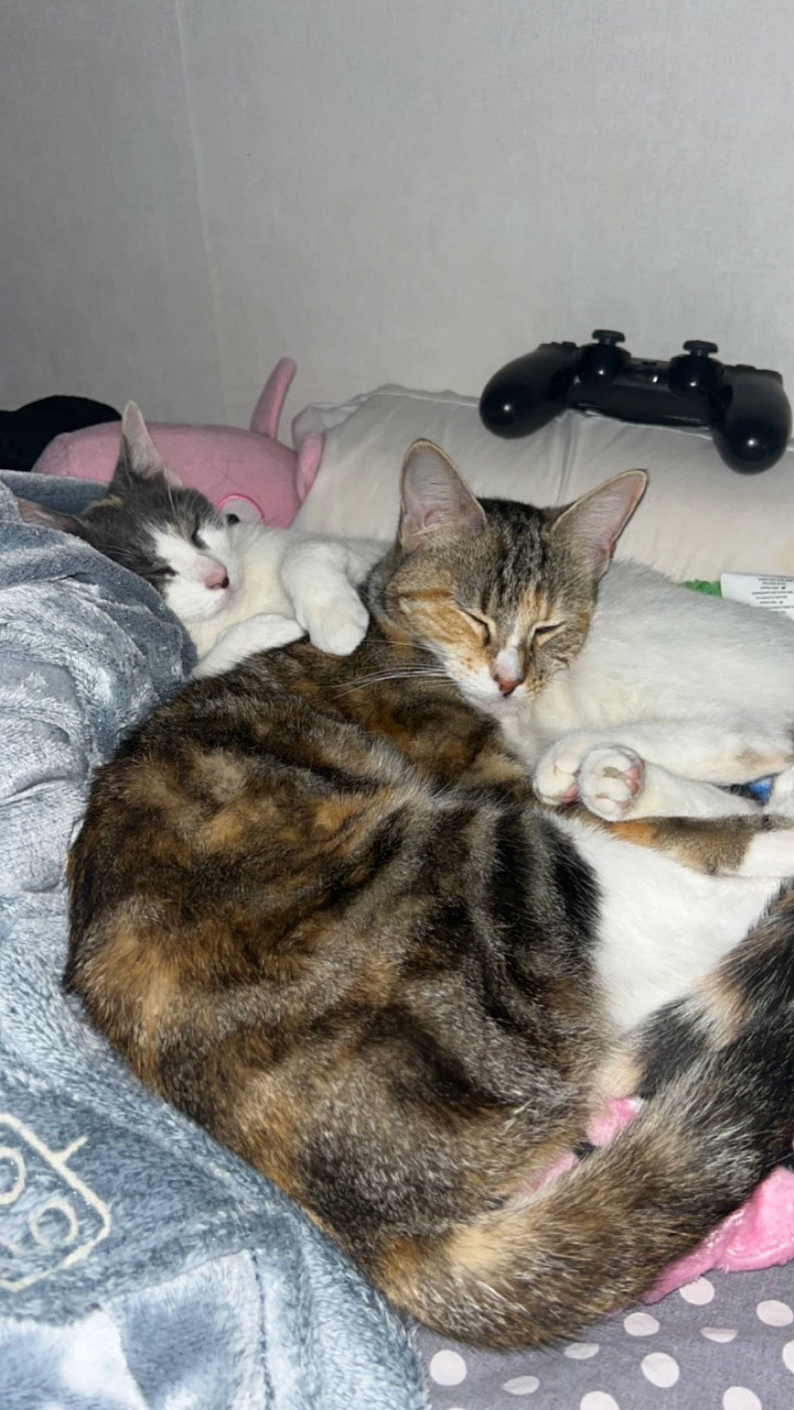 Shiva a rejoint le concours — aidez-le/la à gagner de superbes lots ! bed, camera, carnivore, cat, comfort, domestic_short_haired_cat, felidae, fur, nap, paw, single_lens_reflex_camera, small_to_medium_sized_cats, tail, whiskers