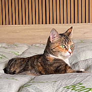 Shiva joined the competition — help win amazing prizes! cat, tabby, green_eyes, bed, bedspread, wooden_headboard, indoor, resting, feline, pet, domestic_cat, striped, comfortable, cozy, relaxed, side_view, fur, whiskers, ears, quiet