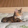 cat, tabby, green_eyes, bed, bedspread, wooden_headboard, indoor, resting, feline, pet, domestic_cat, striped, comfortable, cozy, relaxed, side_view, fur, whiskers, ears, quiet