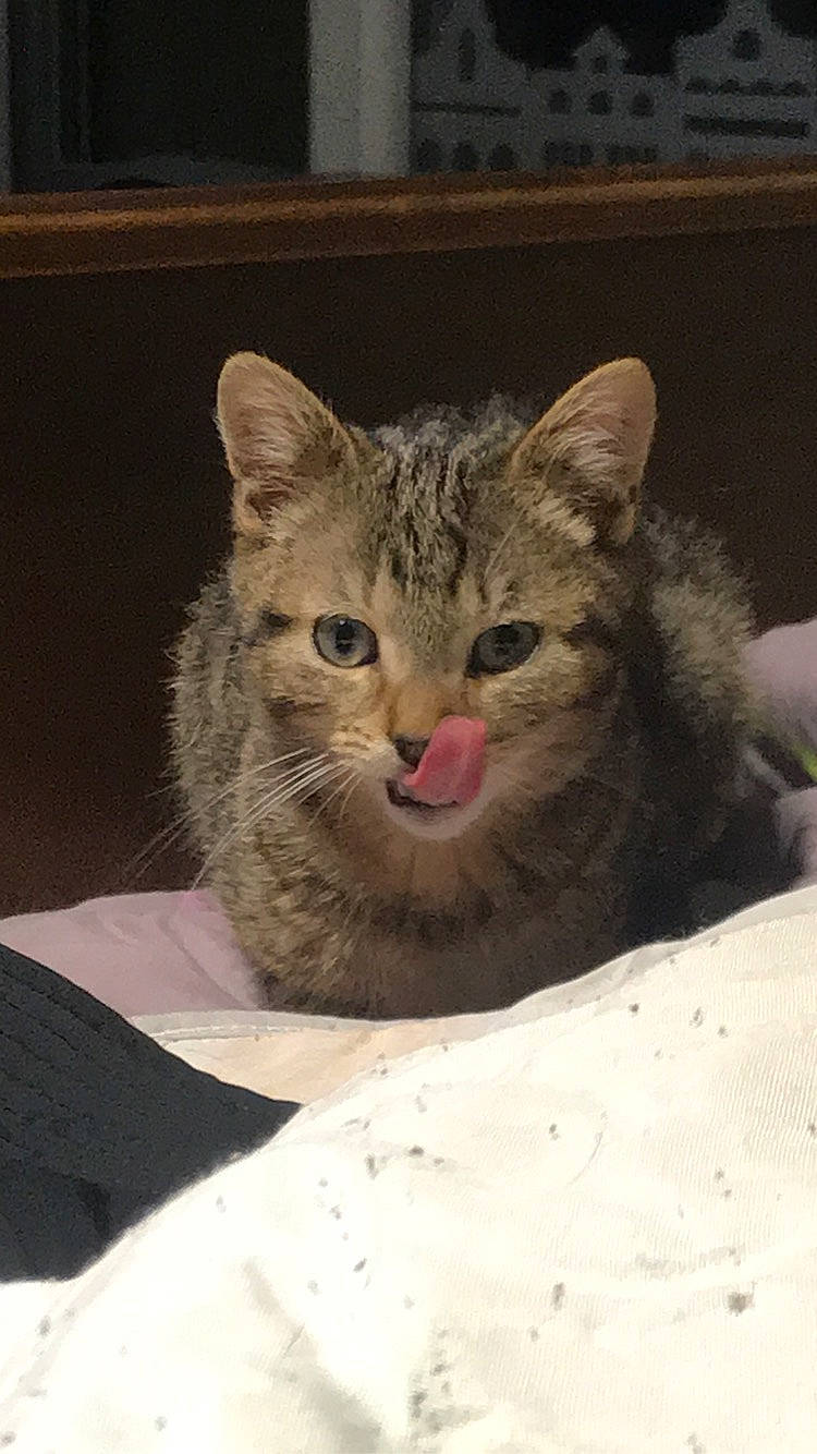 Razmo participe au concours pour gagner de l'argent avec cette photo : bed, carnivore, cat, comfort, domestic_short_haired_cat, door, felidae, fur, paw, sitting, small_to_medium_sized_cats, snout, terrestrial_animal, whiskers, wildlife, window