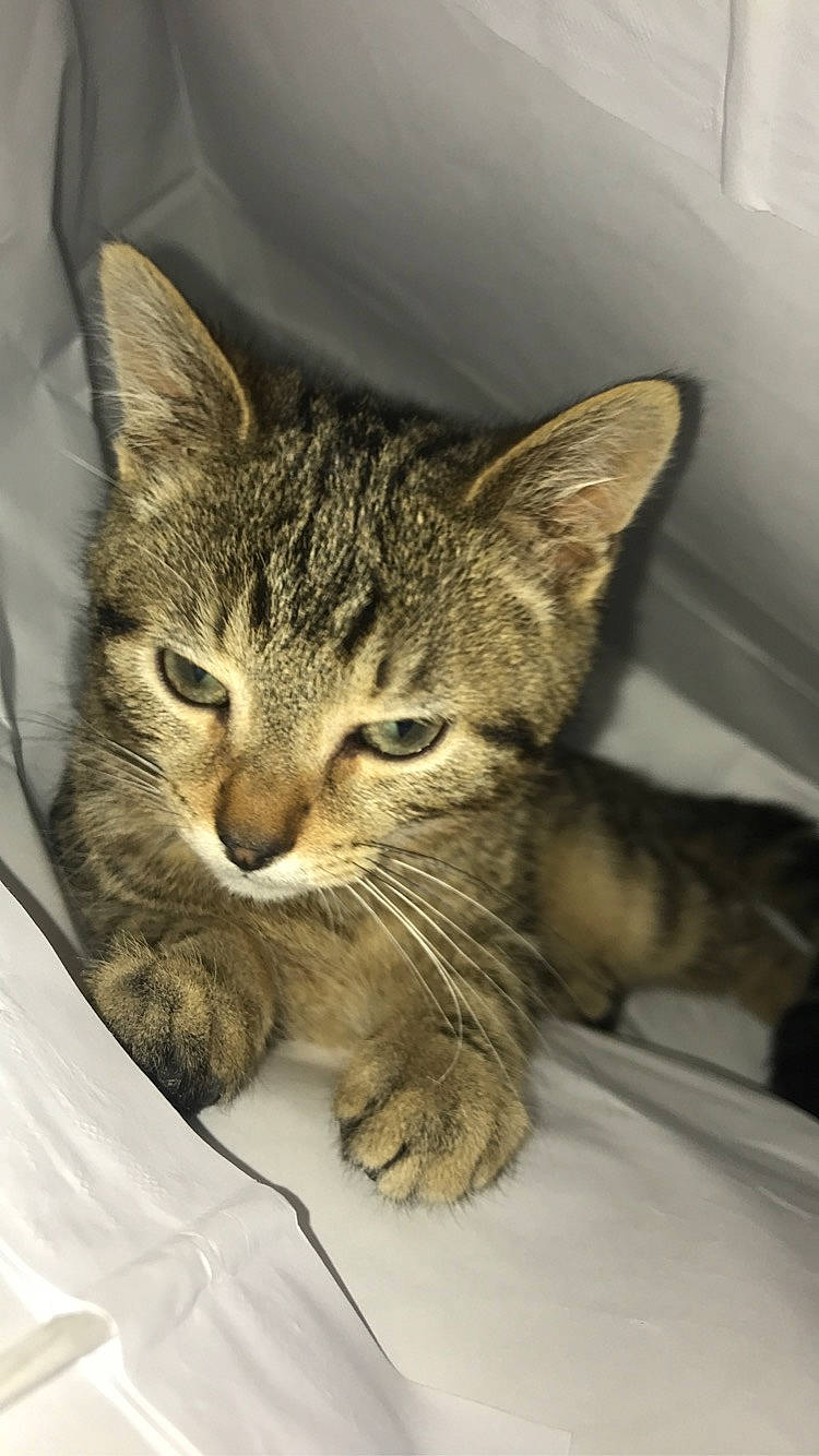 Razmo participe au concours pour gagner de l'argent avec cette photo : carnivore, cat, claw, comfort, domestic_short_haired_cat, ear, felidae, fur, paw, sitting, small_to_medium_sized_cats, snout, terrestrial_animal, whiskers, wildlife