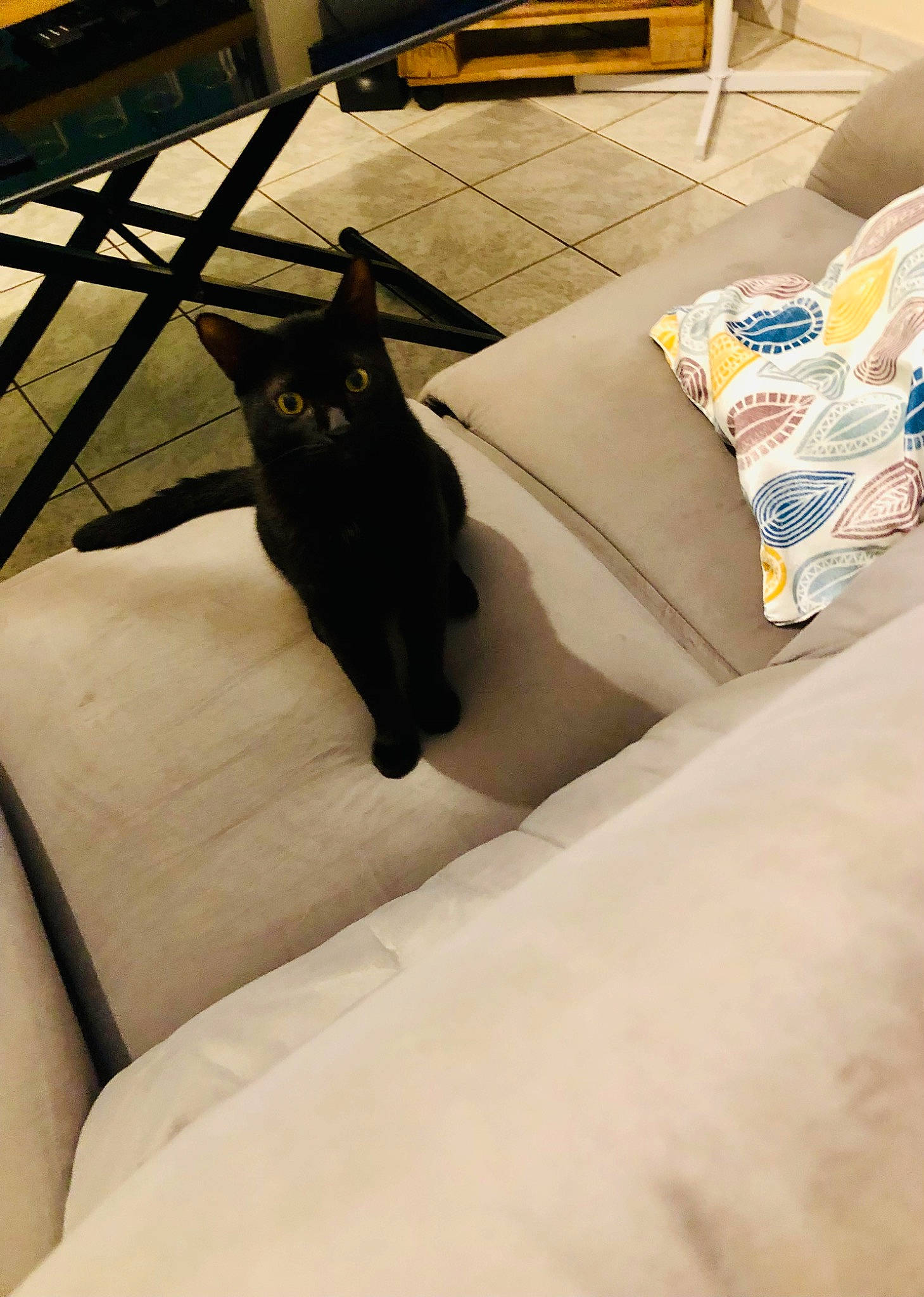 Simba a rejoint le concours — aidez-le/la à gagner de superbes lots ! black_cat, bombay, canidae, carnivore, cat, comfort, dog_breed, domestic_short_haired_cat, felidae, floor, flooring, fur, hardwood, room, small_to_medium_sized_cats, table, tail, vertebrate, whiskers, wood