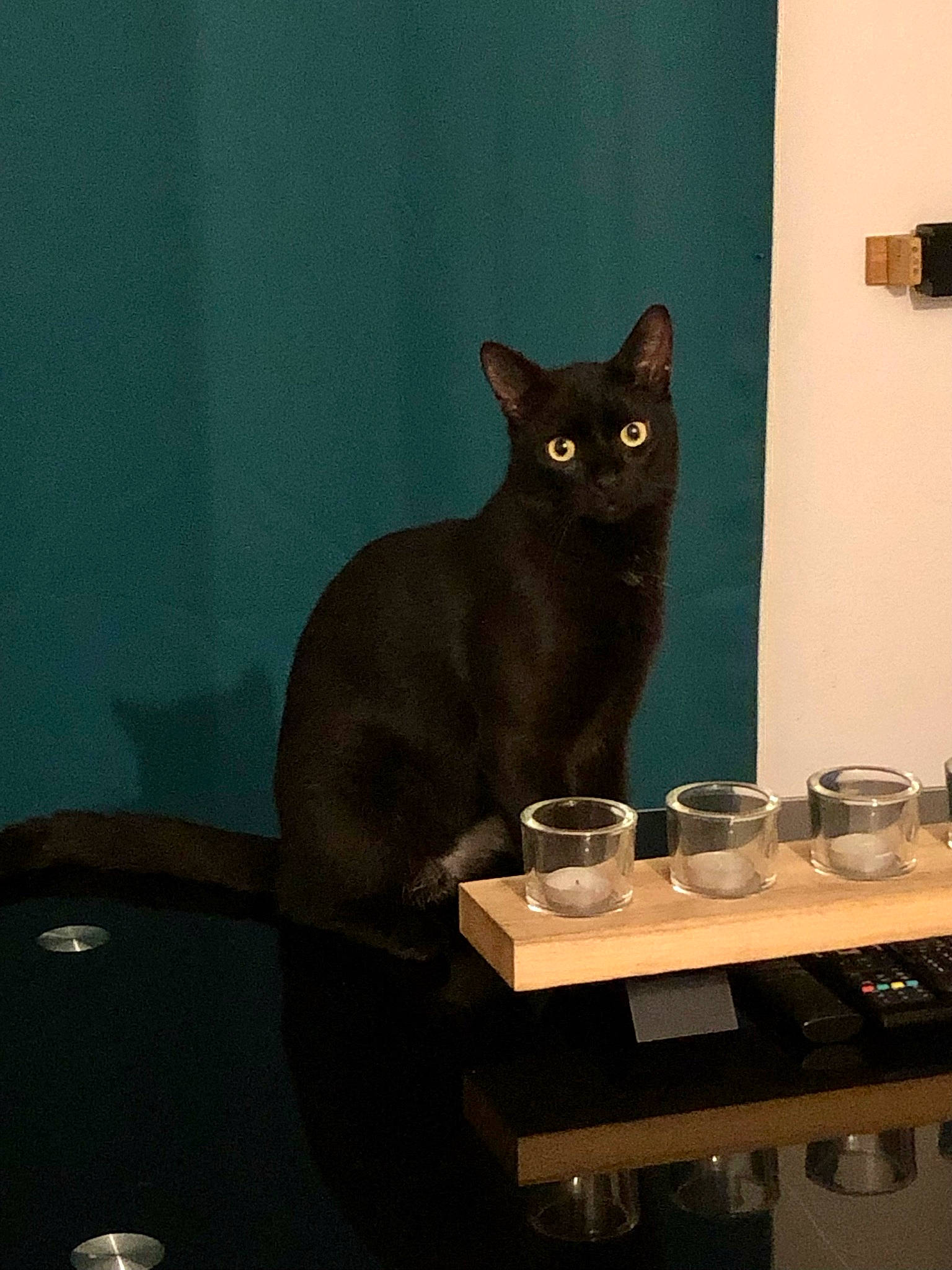 Simba a rejoint le concours — aidez-le/la à gagner de superbes lots ! black_cat, bombay, carnivore, cat, chair, comfort, domestic_short_haired_cat, felidae, grey, hardwood, room, small_to_medium_sized_cats, table, tail, whiskers, window, wood