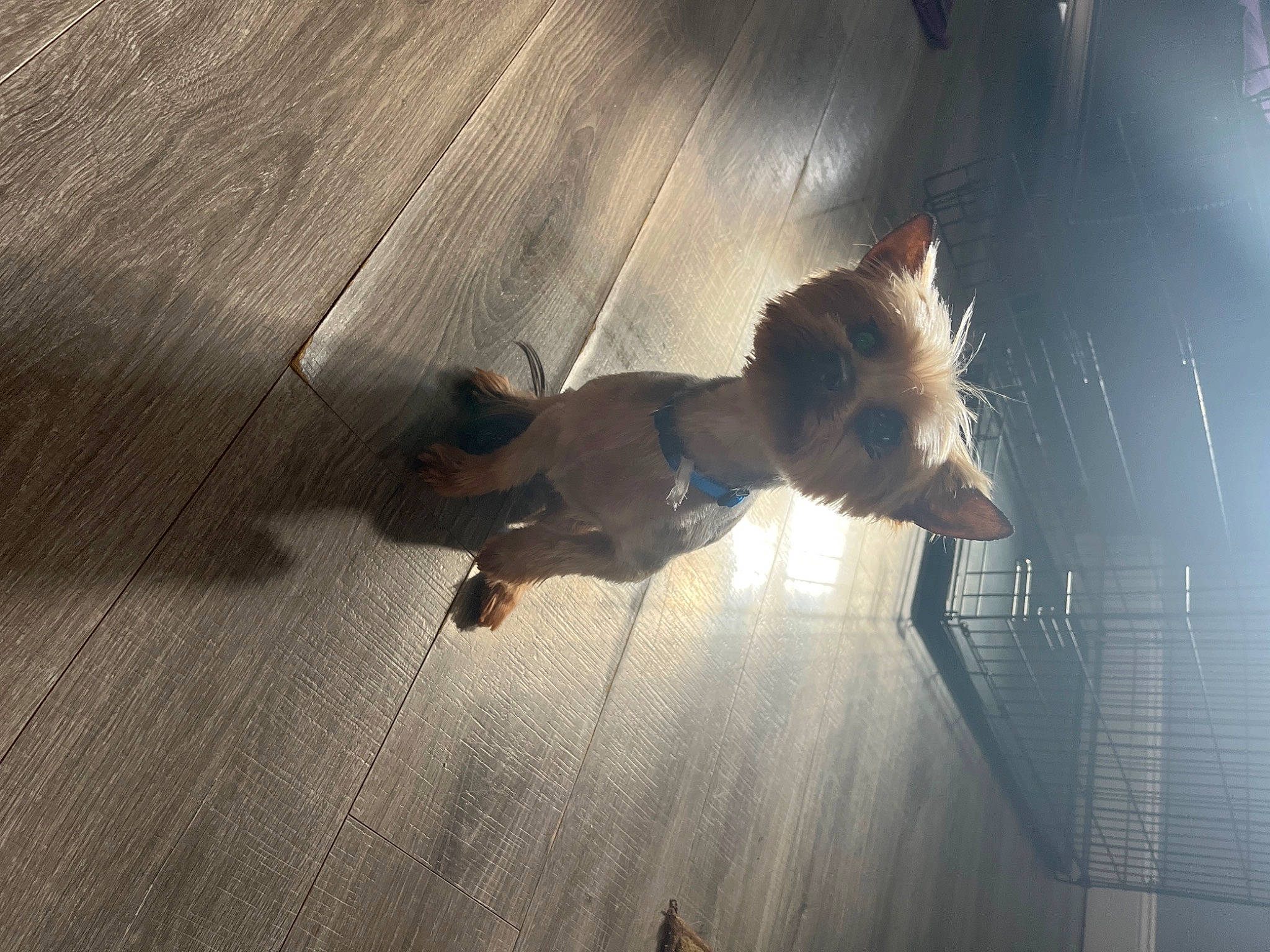 Jordan is registered to the contest to win money with this photo: canidae, carnivore, companion_dog, dog, dog_breed, fawn, floor, flooring, fur, hardwood, plywood, shadow, sporting_group, tail, tints_and_shades, toy_dog, whiskers, wood, wood_flooring, wood_stain