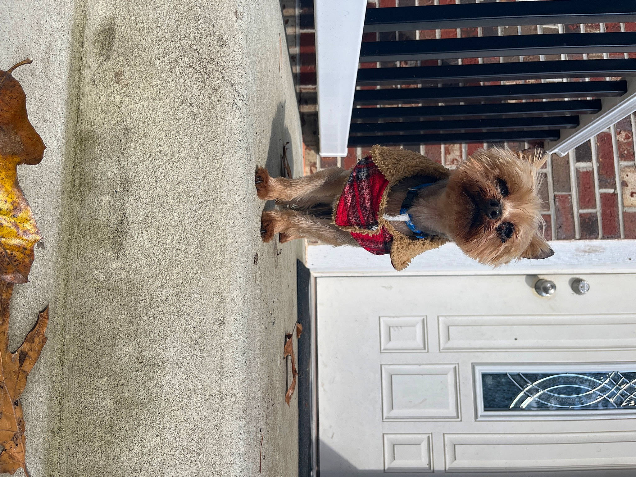 Jordan is registered to the contest to win money with this photo: art, building, door, facade, fawn, fun, fur, house, sporting_group, vacation, vertebrate, window, wood