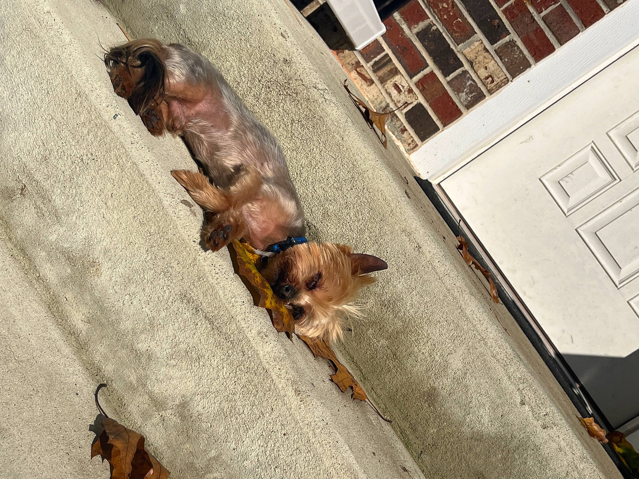 Jordan is registered to the contest to win money with this photo: brown, canidae, carnivore, companion_dog, dog, dog_breed, fawn, flooring, fur, leash, liver, pet_supply, road, road_surface, sidewalk, snout, sporting_group, street, tail, working_animal