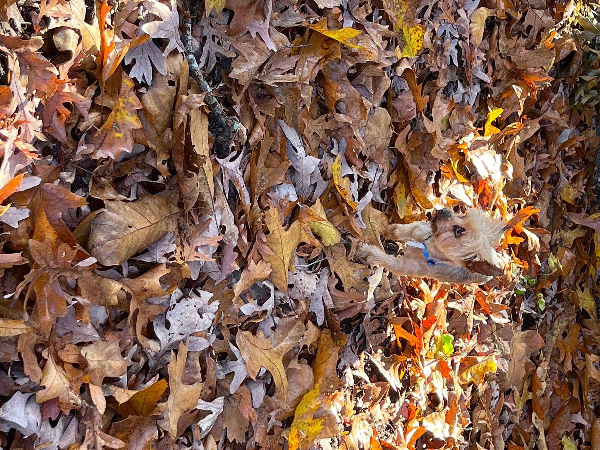 Jordan is registered to the contest to win money with this photo: autumn, brown, deciduous, event, grass, groundcover, metal, northern_hardwood_forest, pattern, soil, temperate_broadleaf_and_mixed_forest, twig, wood