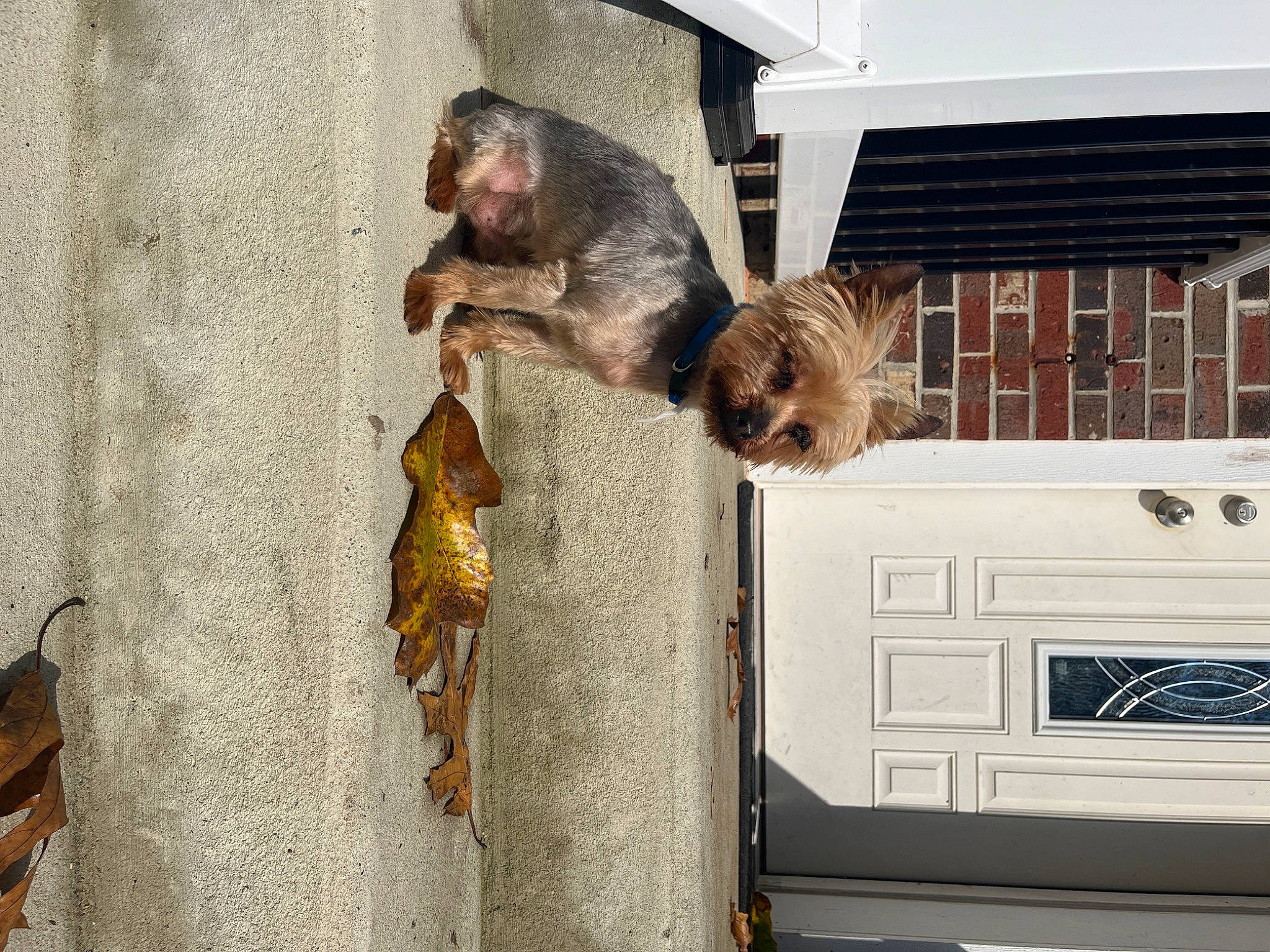 Jordan joined the competition — help win amazing prizes! canidae, carnivore, companion_dog, dog, dog_breed, fawn, fish, fur, liver, macaque, pet_supply, rhesus_macaque, small_to_medium_sized_cats, snout, sporting_group, tail, wildlife, window, wood