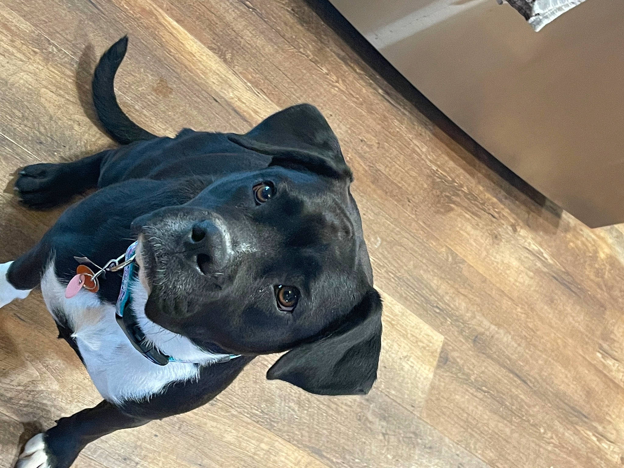 Bella joined the competition — help win amazing prizes! carnivore, collar, companion_dog, dog, dog_breed, dog_collar, dog_supply, electric_blue, fawn, flooring, head, jaw, leash, personal_protective_equipment, pet_supply, snout, sporting_group, whiskers, wood, working_animal