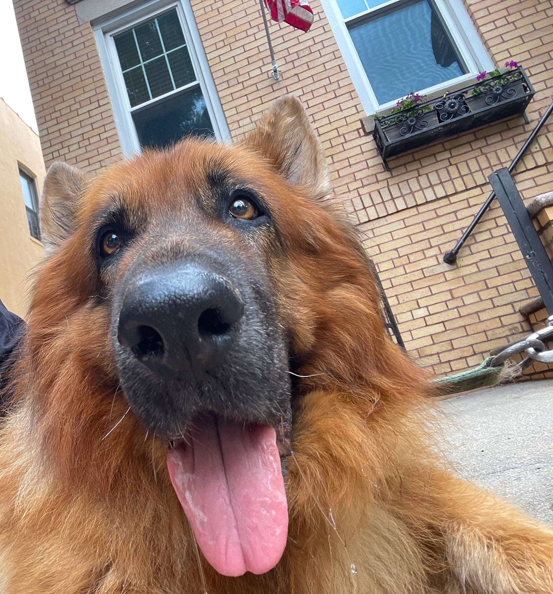Grizzly is registered to the contest to win money with this photo: ancient_dog_breeds, canidae, carnivore, companion_dog, dog, dog_breed, fang, fawn, fur, liver, snout, sporting_group, whiskers, window, working_animal, working_dog