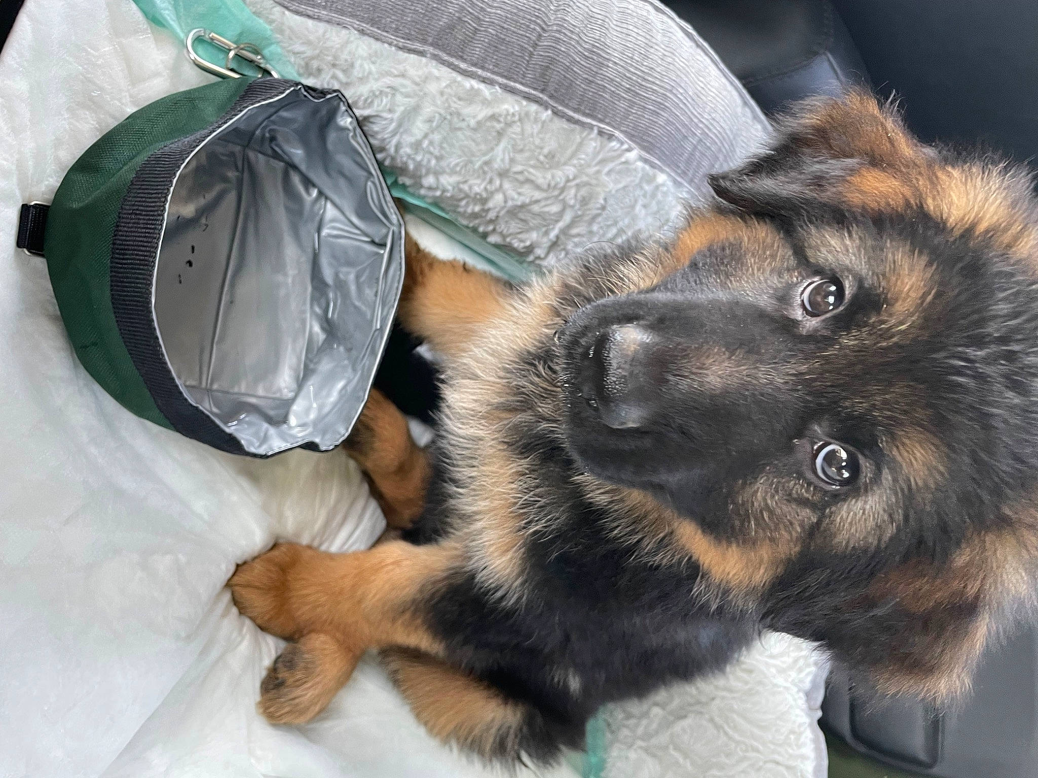 Loki joined the competition — help win amazing prizes! backpack, bag, carnivore, comfort, companion_dog, dog, dog_breed, foot, fur, german_shepherd_dog, guard_dog, herding_dog, king_shepherd, mammal, paw, plastic_bag, snout, sunglasses, vertebrate, working_animal