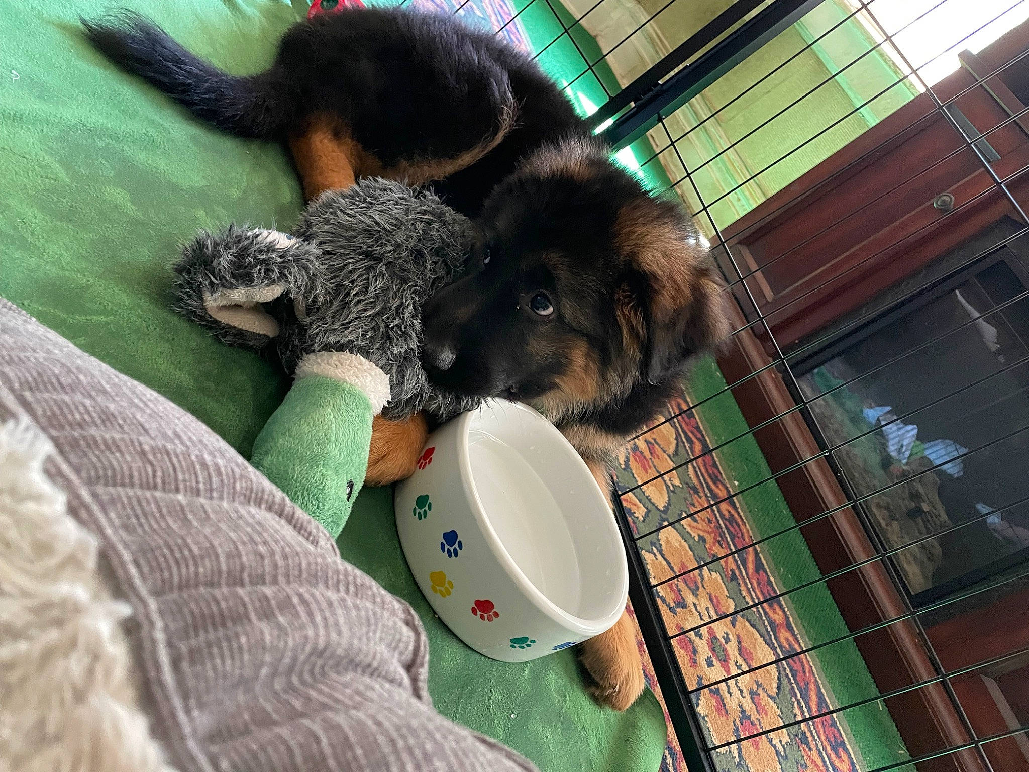 Loki joined the competition — help win amazing prizes! animal_feed, canidae, carnivore, comfort, companion_dog, dog, dog_bed, dog_breed, dog_supply, fawn, fur, grass, linens, pet_supply, snout, sporting_group, tableware, tail, terrestrial_animal, working_animal