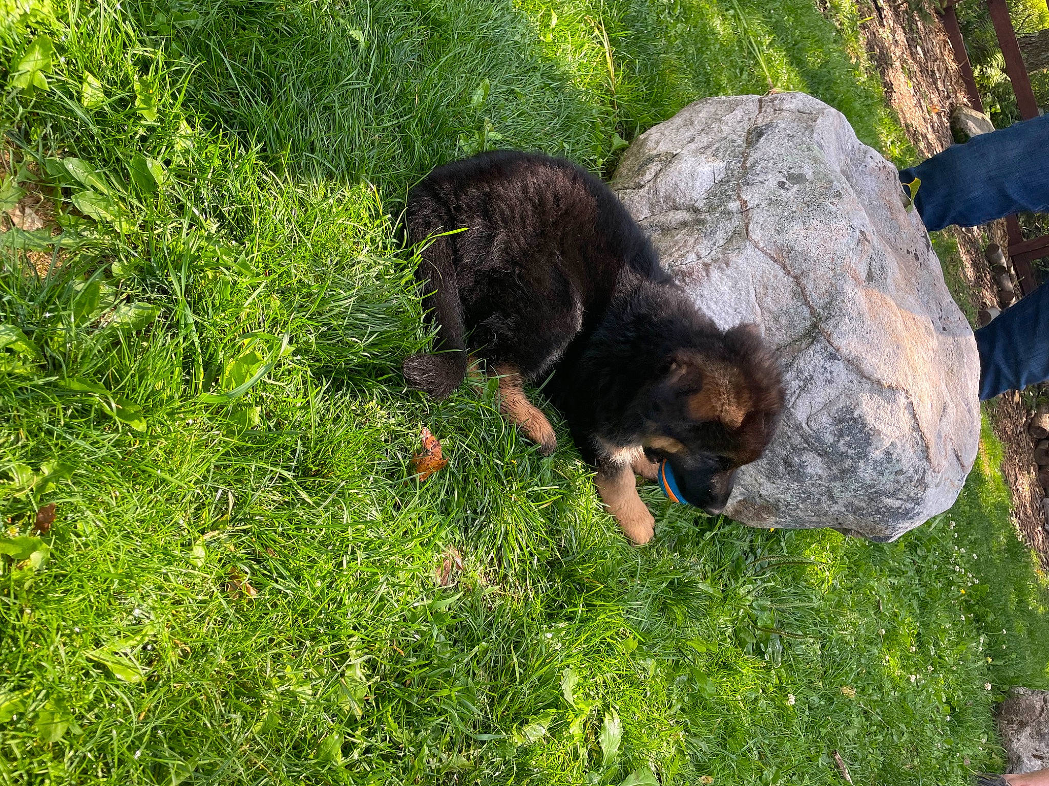 Loki joined the competition — help win amazing prizes! bear, bedrock, canidae, carnivore, dog, dog_breed, grass, groundcover, hunting_dog, natural_landscape, plant, rock, shrub, soil, sporting_group, terrestrial_animal, wildlife, working_animal, working_dog