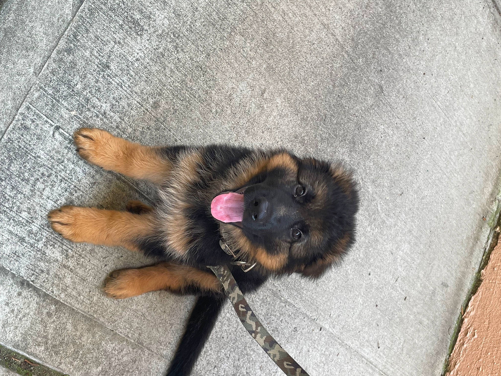 Loki joined the competition — help win amazing prizes! carnivore, claw, companion_dog, dog, dog_breed, estrela_mountain_dog, fawn, flooring, foot, fur, german_shepherd_dog, liver, old_german_shepherd_dog, paw, road_surface, snout, sporting_group, tail, terrestrial_animal, working_animal