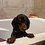 Arlo a rejoint le concours — aidez-le/la à gagner de superbes lots ! animal, bath, bathroom, bathtub, brown, claws, cute, dachshund, dog, ears, fur, indoor, looking, paws, pet, puppy, snout, tiles, wet, white
