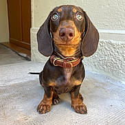Arlo participe au concours pour gagner de l'argent avec cette photo : alert, animal, brown_collar, brown_fur, close_up, cute, dachshund, dog, floor, floppy_ears, fur, indoor, looking_up, pet, portrait, puppy, short_legs, sitting, small_dog, whiskers