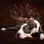 Harper joined the competition — help win amazing prizes! dog, antlers, flowers, brown_background, portrait, lying_down, decorative_headpiece, animal, pet, whimsical, nature_elements, brown_white_fur, calm, studio_shot, closeup, soft_lighting, resting, expression, indoors, artistic