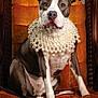 dog, portrait, pearl_necklace, vintage_chair, orange_chair, regal, sitting, brown_and_white, pitbull, pet, animal, indoors, furniture, decor, closeup, looking_at_camera, expression, domestic_animal, cute, adorable