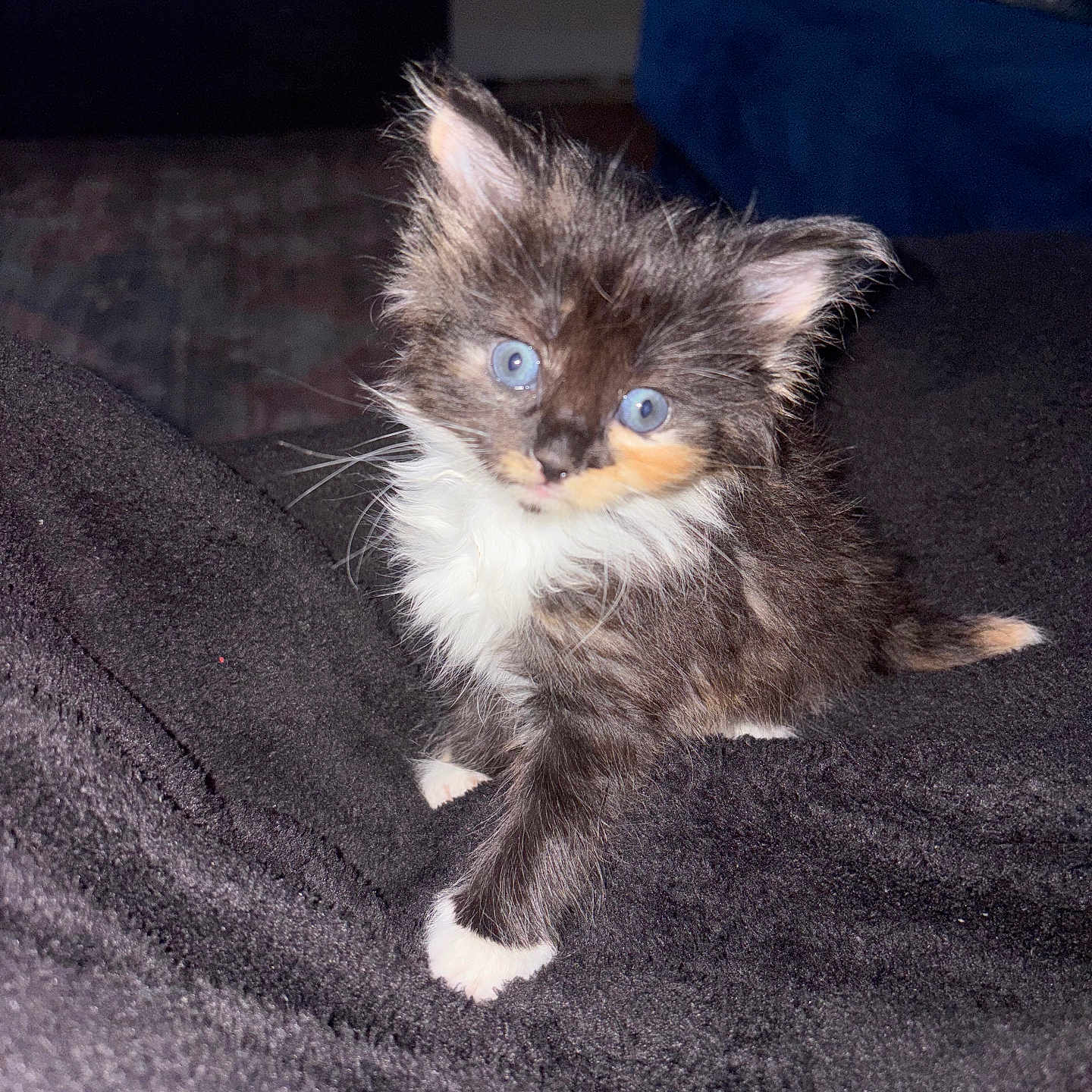 Callie is registered to the contest to win money with this photo: abyssinian, animal, blanket, brasssection, cat, couch, furniture, horn, kitten, manx, musicalinstrument, pet, siamese