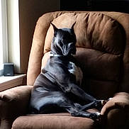Raven joined the competition — help win amazing prizes! dog, black_dog, armchair, indoor, furniture, window, light, relaxed, pet, canine, collar, living_room, seated, brown, quiet, home, resting, comfortable, side_view, daylight