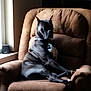 dog, black_dog, armchair, indoor, furniture, window, light, relaxed, pet, canine, collar, living_room, seated, brown, quiet, home, resting, comfortable, side_view, daylight