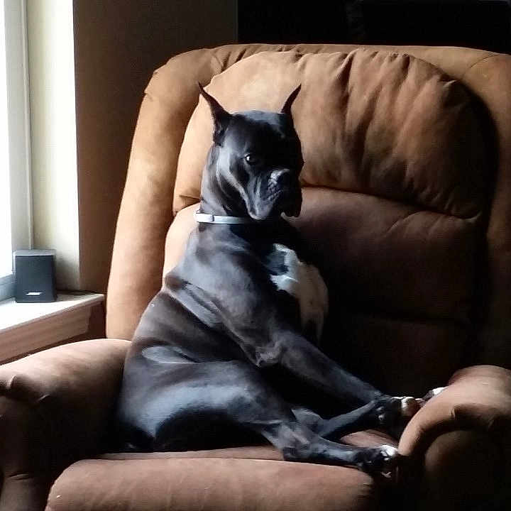 Raven joined the competition — help win amazing prizes! armchair, black_dog, brown, canine, collar, comfortable, daylight, dog, furniture, home, indoor, light, living_room, pet, quiet, relaxed, resting, seated, side_view, window