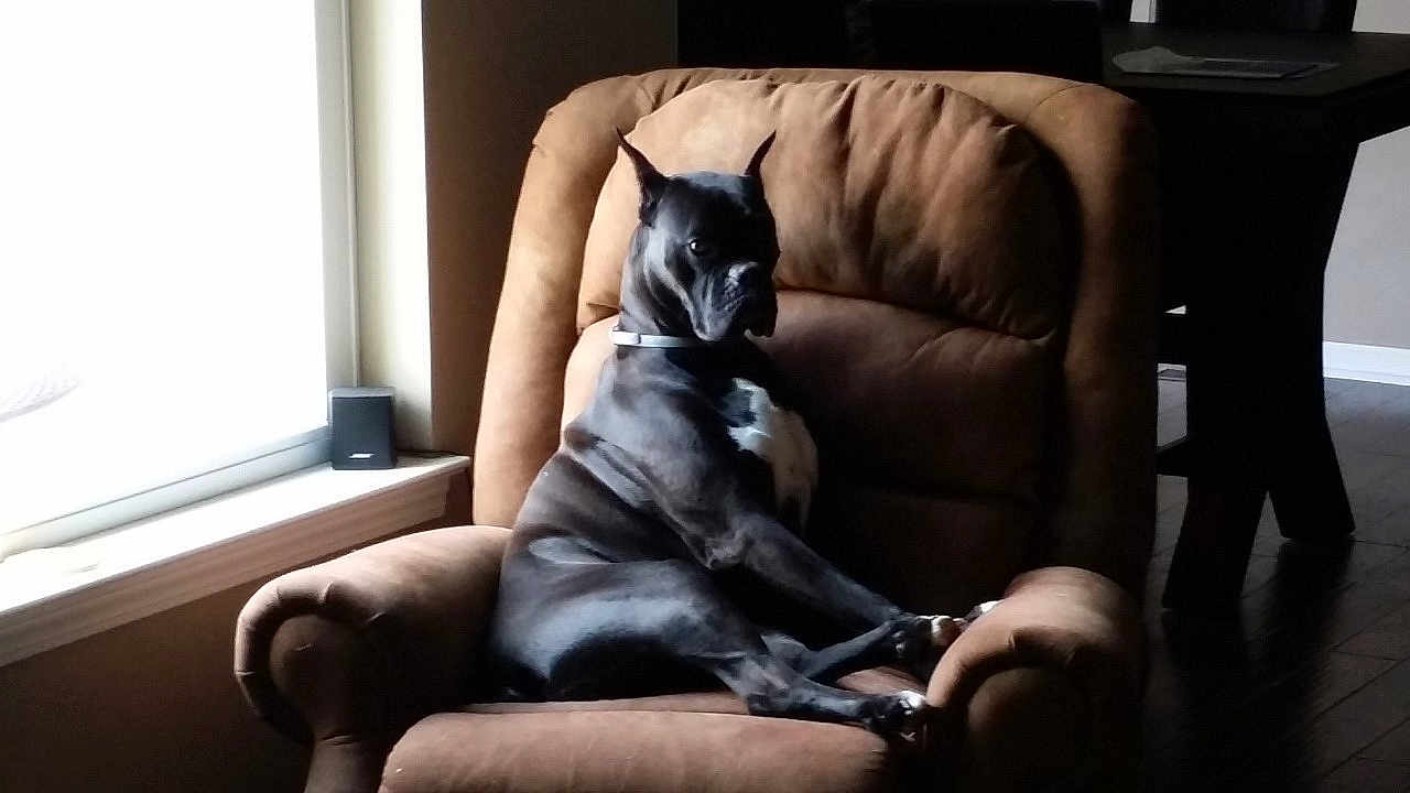 Raven joined the competition — help win amazing prizes! dog, black_dog, armchair, indoor, furniture, window, light, relaxed, pet, canine, collar, living_room, seated, brown, quiet, home, resting, comfortable, side_view, daylight