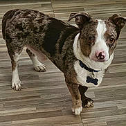 Woody is registered to the contest to win money with this photo: animal, bone_tag, brown, canine, collar, companion, curious, dog, domestic, ears, floor, fur, indoor, looking, mottled_coat, one_ear_flopped, paw, pet, standing, white