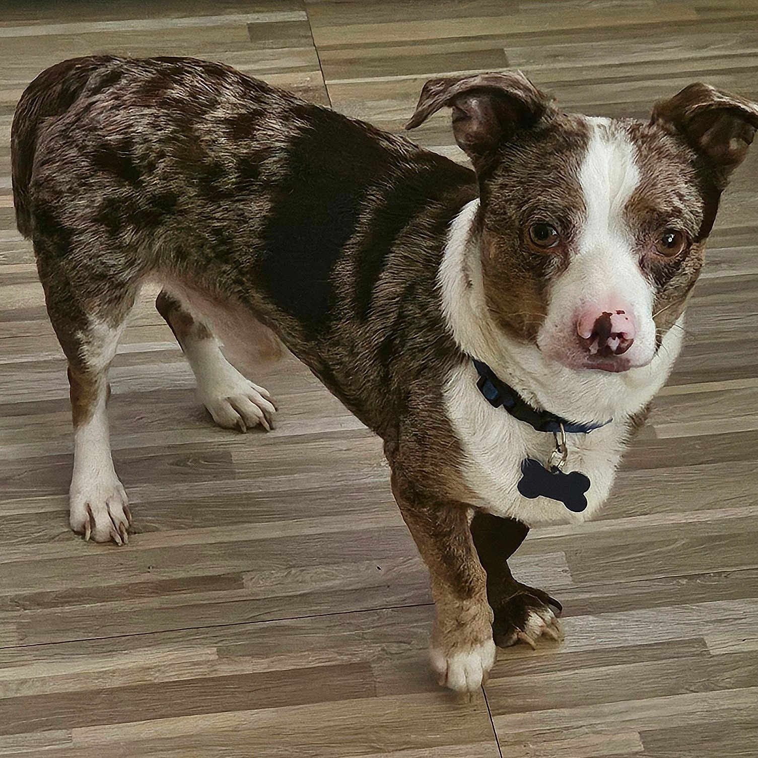 Woody