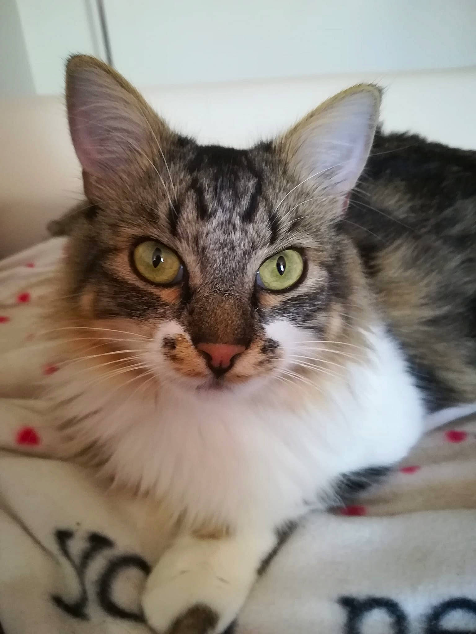 Andy participe au concours pour gagner de l'argent avec cette photo : aegean_cat, cat, cat_like_mammal, domestic_short_haired_cat, european_shorthair, fauna, fur, kitten, maine_coon, norwegian_forest_cat, small_to_medium_sized_cats, snout, tabby_cat, whiskers