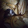 bedding, blanket, blanket_fold, cat, closeup, cozy, cuddly, cute, dim_lighting, eyes, fur, hiding, indoor, kitten, nose, peeking, plush, portrait, soft_texture, whiskers