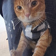 Layne is registered to the contest to win money with this photo: adorable, animal, captive, cat, closeup, curious, cute, eyes, face, feline, fur, indoor, mesh_screen, muzzle, orange_tabby, paws, pet, pet_carrier, snout, whiskers