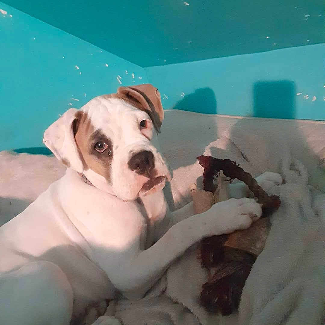 Stayne is registered to the contest to win money with this photo: american_bulldog, australian_bulldog, bulldog, canidae, carnivore, companion_dog, dog, dog_breed, dogo_guatemalteco, fawn, mammal, non_sporting_group, old_english_bulldog, olde_english_bulldogge, puppy, puppy_love, skin, snout, valley_bulldog, vertebrate