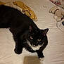 animal, bed, blanket, cat, domestic_cat, feline, fur, human_shadow, indoor, lying_down, pet, relaxed, resting, shadow, sleeping_area, stuffed_toy, tuxedo_cat, whiskers, white_paws, yellow_clothing