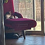 animal, bamboo_fence, black_cat, cat, chair, cozy, daylight, domestic, floor, home, indoor, pet, red_chair, relaxing, sliding_door, sunlight, tabby_cat, tile_floor, two_cats, window