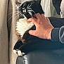 Narcos participe au concours pour gagner de l'argent avec cette photo : animal, black_and_white, blurred_background, cat, close_up, comfort, cozy, domestic, feline, fur, hand, human_interaction, indoor, leather_chair, paws, pet, relaxed, resting, scratching, whiskers