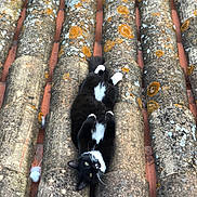 Narcos participe au concours pour gagner de l'argent avec cette photo : cat, black_and_white, animal, pet, roof, tiles, moss, outdoor, relaxed, lying_down, fur, whiskers, green_eyes, texture, pattern, nature, daylight, closeup, curious, resting