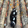 cat, black_and_white, animal, pet, roof, tiles, moss, outdoor, relaxed, lying_down, fur, whiskers, green_eyes, texture, pattern, nature, daylight, closeup, curious, resting