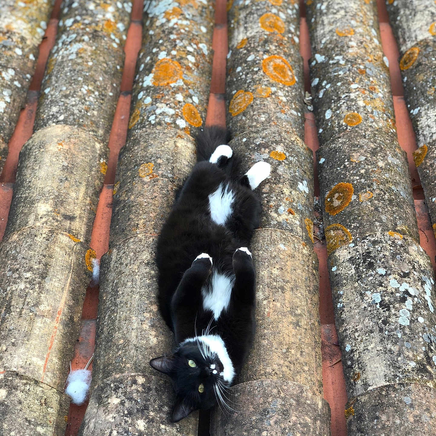Narcos participe au concours pour gagner de l'argent avec cette photo : animal, black_and_white, cat, closeup, curious, daylight, fur, green_eyes, lying_down, moss, nature, outdoor, pattern, pet, relaxed, resting, roof, texture, tiles, whiskers