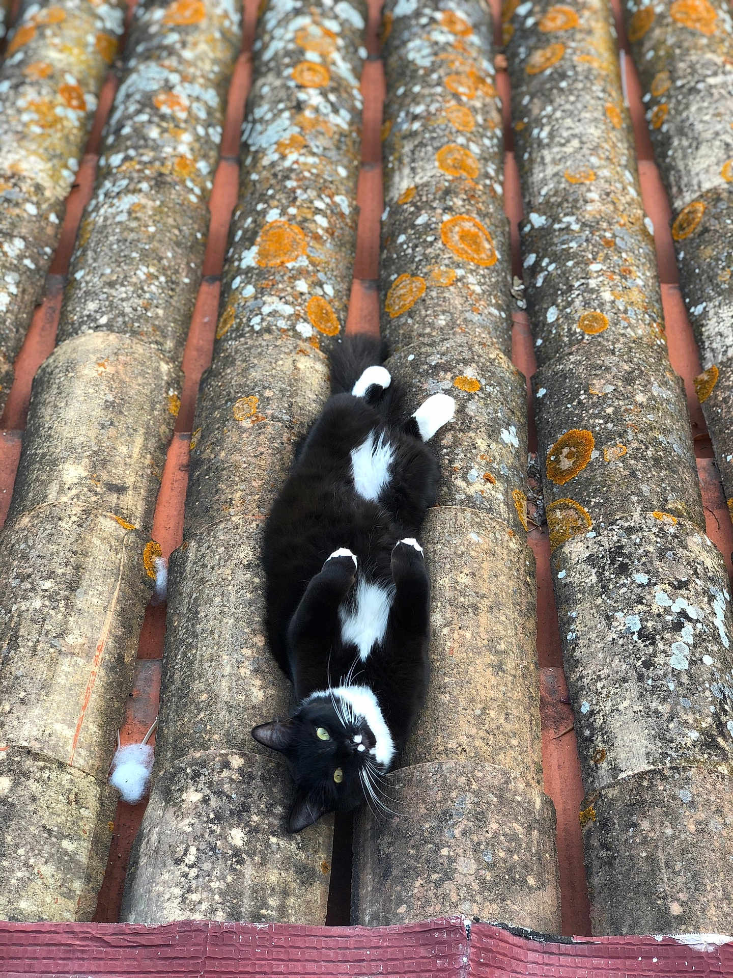 Narcos participe au concours pour gagner de l'argent avec cette photo : cat, black_and_white, animal, pet, roof, tiles, moss, outdoor, relaxed, lying_down, fur, whiskers, green_eyes, texture, pattern, nature, daylight, closeup, curious, resting