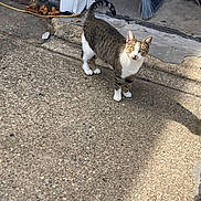 Whitey is registered to the contest to win money with this photo: animal, broom, cat, concrete, curious, doorway, dried_leaves, fishing_pole, garage, looking, nature, outdoor, pet, shadow, standing, striped, sunlight, tabby_cat, texture, white_paws