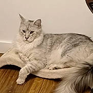Gus participe au concours pour gagner de l'argent avec cette photo : animal, calm, cat, cat_bed, cozy, cute, domestic_cat, fluffy, fur, furniture, indoor, long_tail, lounging, mammal, pet, relaxed, resting, whiskers, white_wall, wooden_floor