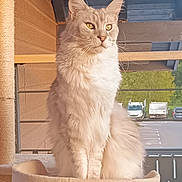 Gus a rejoint le concours — aidez-le/la à gagner de superbes lots ! cat, fluffy, sitting, cat_tree, indoor, wooden_wall, window, parking_lot, vehicles, feline, pet, domestic_animal, calm, long_hair, whiskers, ears, tail, paws, quiet, relaxed